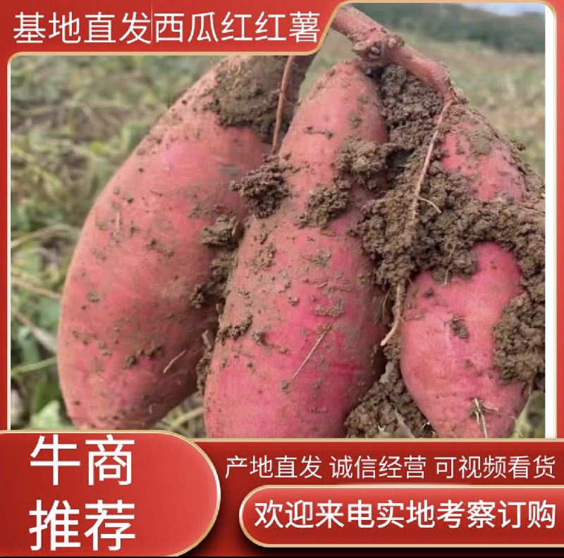 广西灌阳西瓜红红薯产地直供，一手货源量大从优欢迎致电