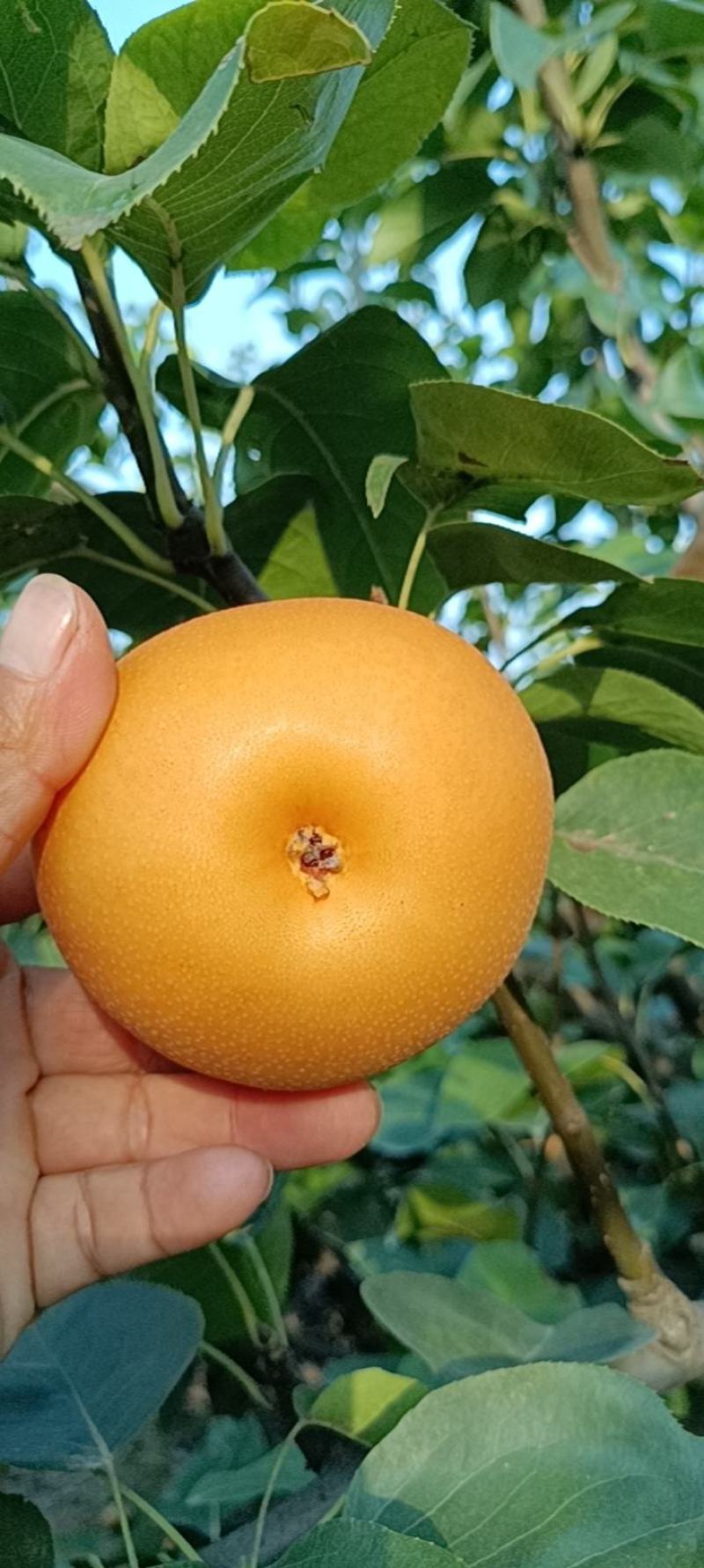 秋月梨