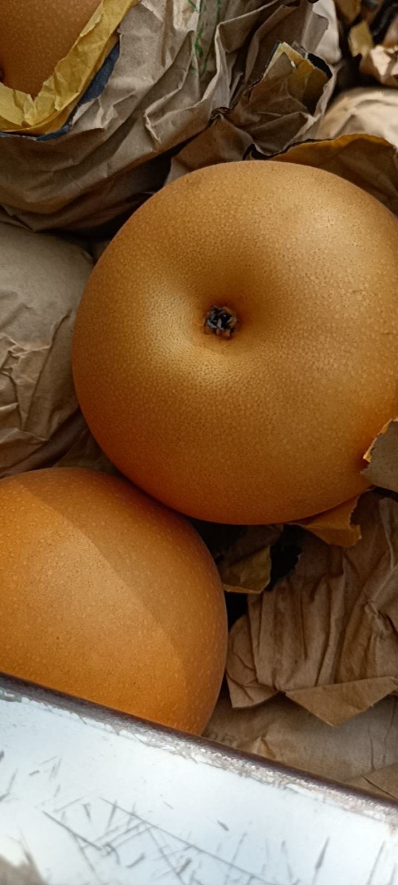 秋月梨
