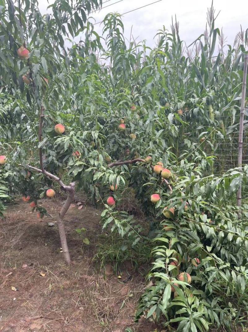 桃子熟了