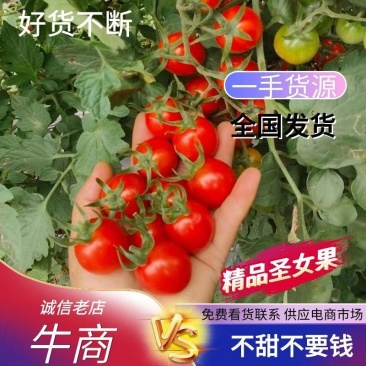 云南圣女果电商市场商超外贸品质