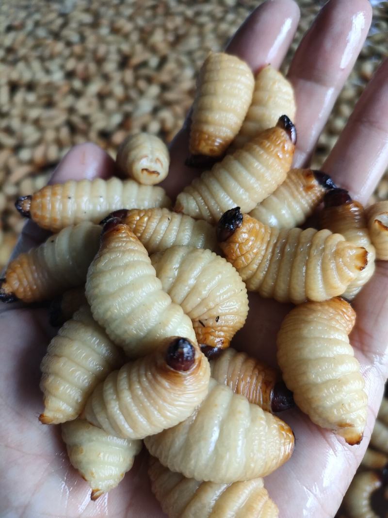 竹虫