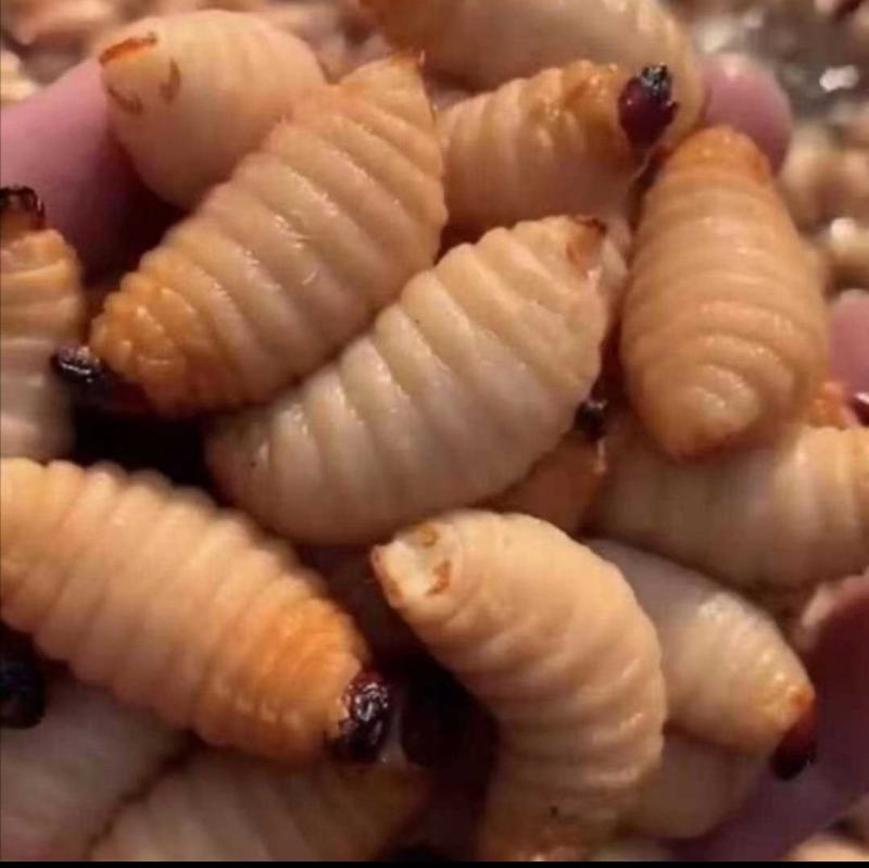 竹虫