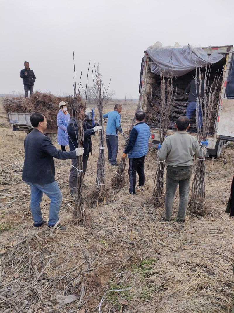 乔化，矮化苹果苗：红思尼可，华硕，秦阳，土岐，秦脆