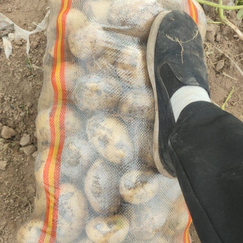内蒙土豆，沃土实验希森六号大量上货中产地直供量大从优
