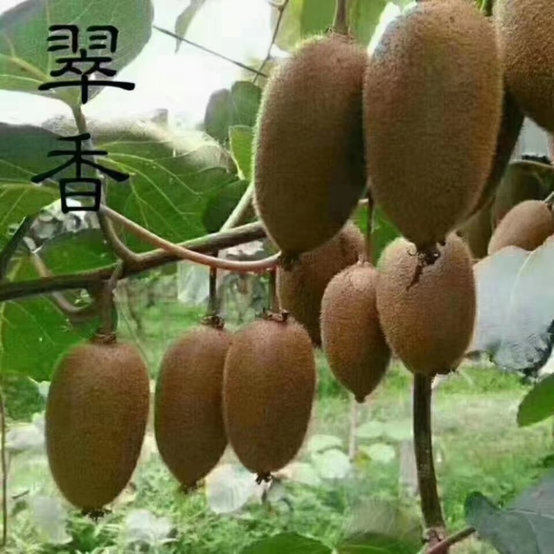 陕西周至精品翠香猕猴桃，量大价优，可走整车