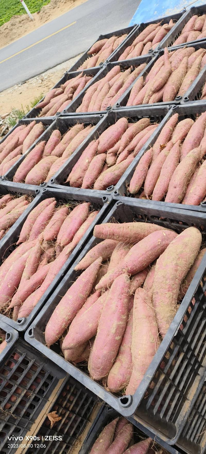 陕西济薯26大量上货货源充足电商超市市场供应全国发