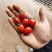 千喜圣女果！圣女果上市！大量供货，产地直发，保质保量