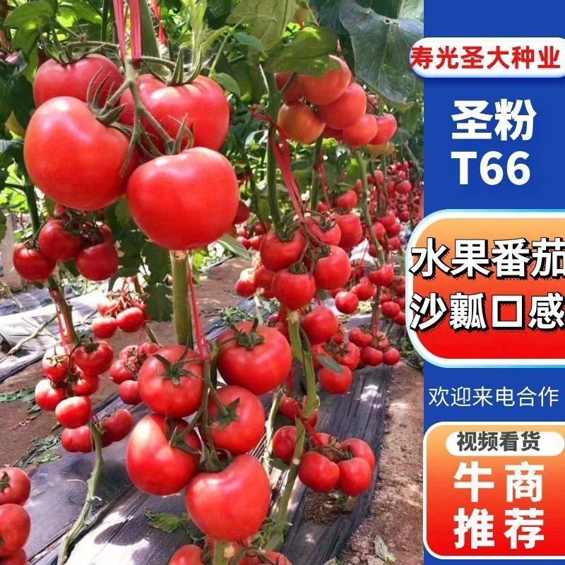 大果口感番茄苗沙瓤爆汁超甜单果300克左右抗病高产基地发