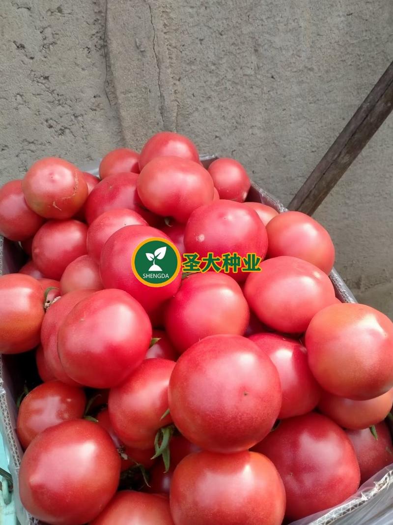 水果西红柿苗粉果沙瓤酸甜多汁四季可种