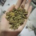 元胡片，炙元胡片，制元胡片，无硫净货，一手货源，保质保量