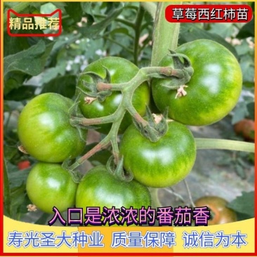 种苗蔬菜苗西红柿苗草莓西红柿苗嘎啦果黄金比