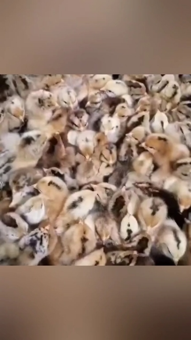 【促销】青脚麻鸡苗麻鸡苗运输死亡包赔，包打疫苗包技术