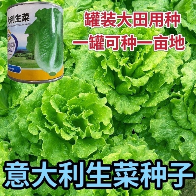 意大利生菜种子1罐50克