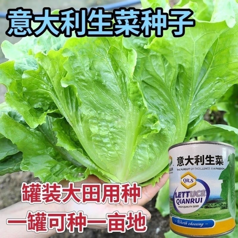 意大利生菜种子1罐50克