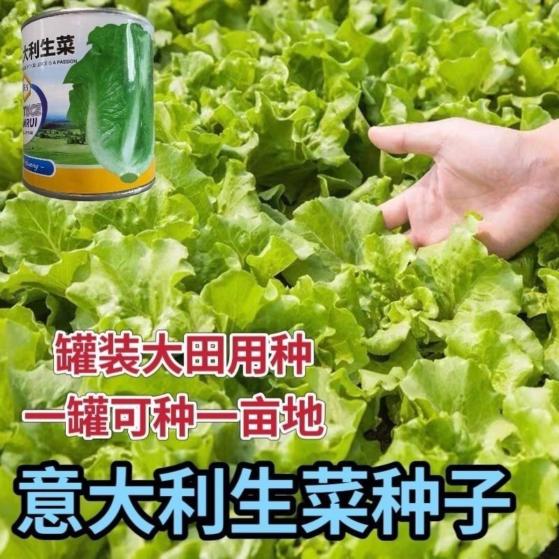 意大利生菜种子1罐50克