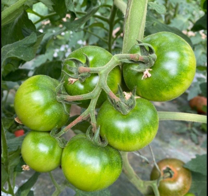 种苗蔬菜苗西红柿苗草莓西红柿苗嘎啦果黄金比
