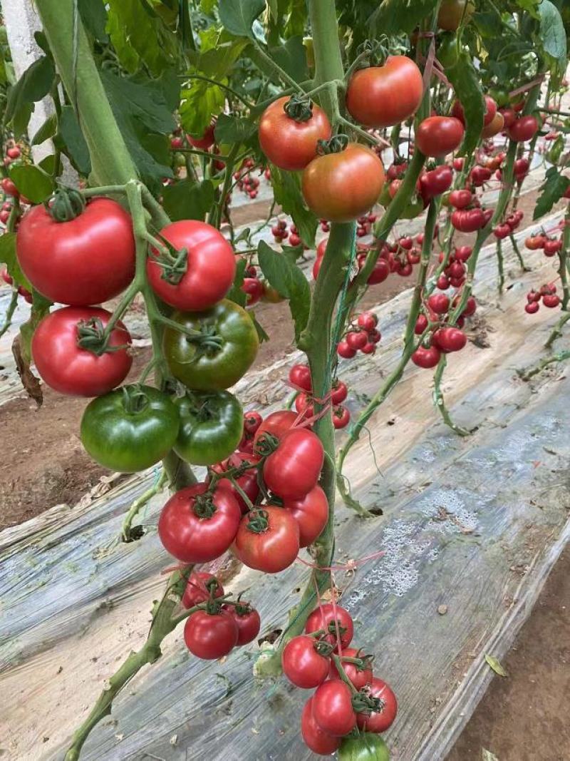 种苗蔬菜苗西红柿苗草莓西红柿苗嘎啦果黄金比