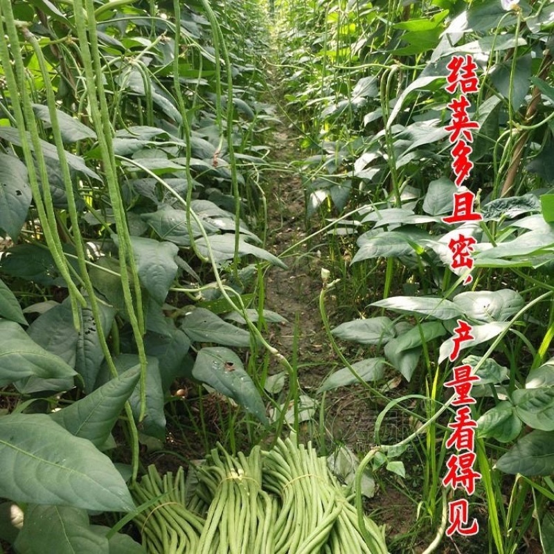 中天龙8号豆角种子长1斤一桶