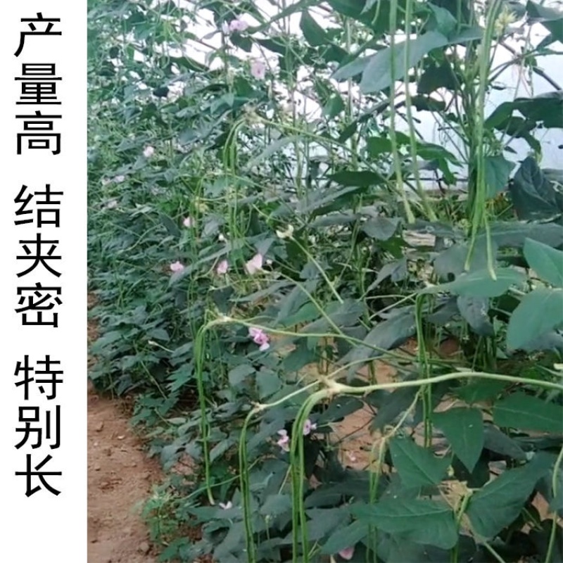 中天龙8号豆角种子长1斤一桶