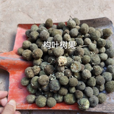 构叶树果，楮实子
