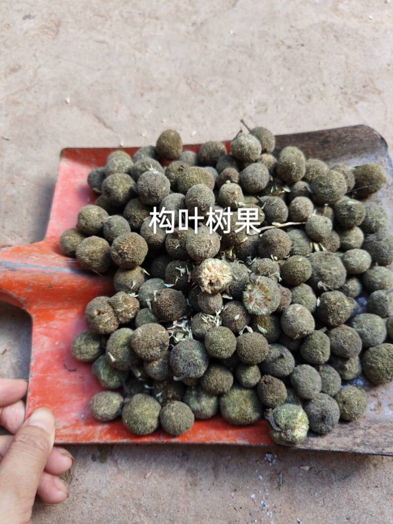 构叶树果，楮实子