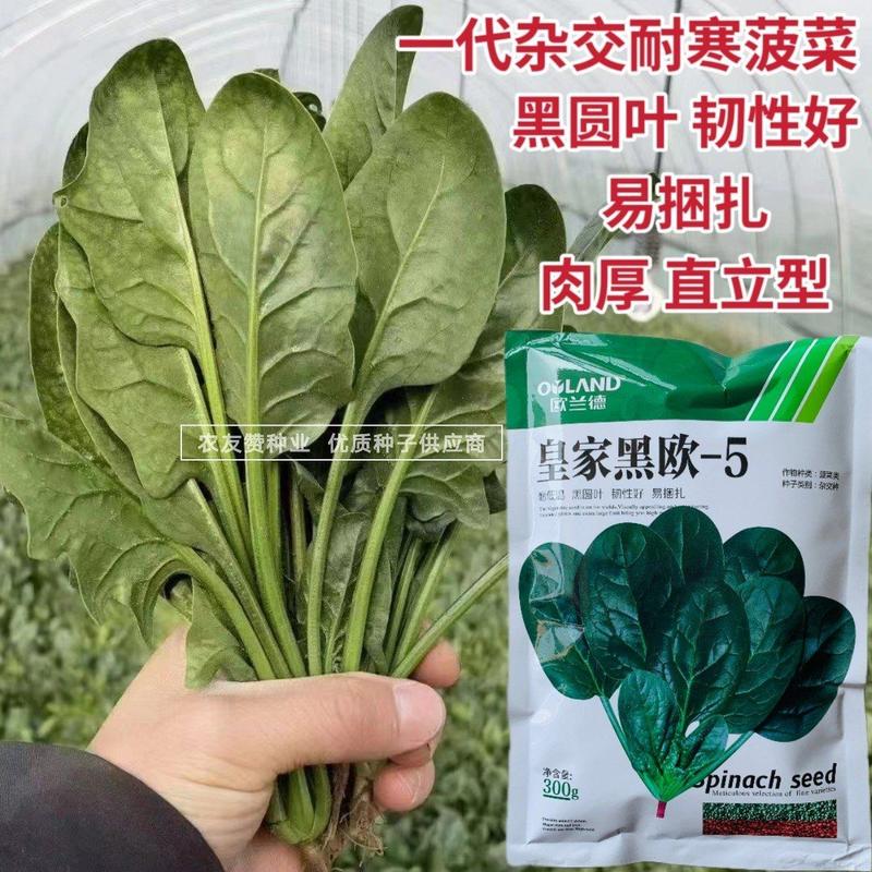 黑圆叶菠菜种子欧兰德黑欧-5菠菜种子叶肉厚深绿耐寒菜种