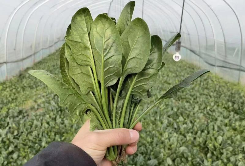 黑圆叶菠菜种子欧兰德黑欧-5菠菜种子叶肉厚深绿耐寒菜种