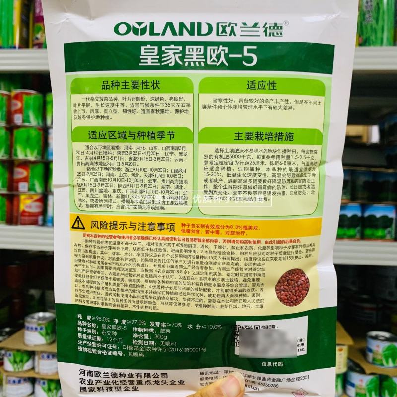 黑圆叶菠菜种子欧兰德黑欧-5菠菜种子叶肉厚深绿耐寒菜种
