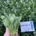 黑圆叶菠菜种子欧兰德黑欧-5菠菜种子叶肉厚深绿耐寒菜种