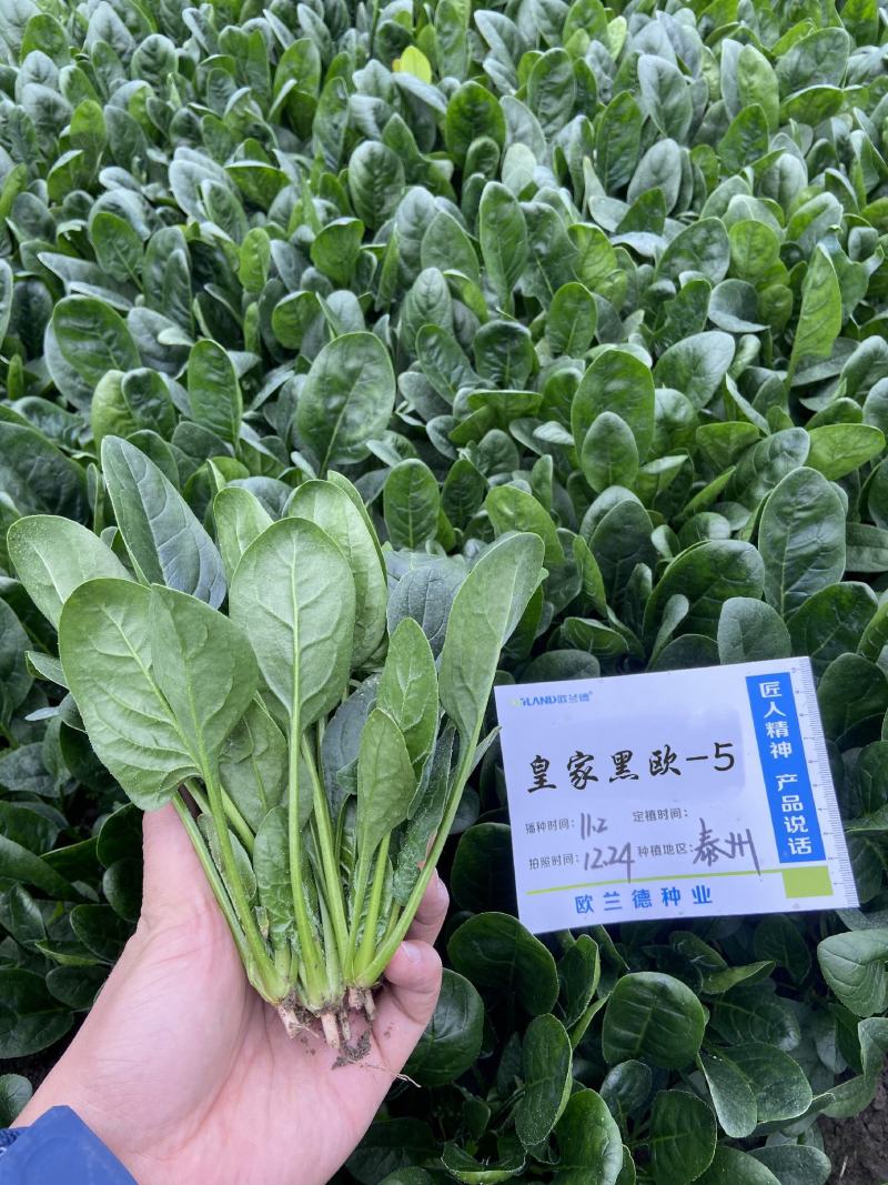 黑圆叶菠菜种子欧兰德黑欧-5菠菜种子叶肉厚深绿耐寒菜种