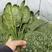 黑圆叶菠菜种子欧兰德黑欧-5菠菜种子叶肉厚深绿耐寒菜种