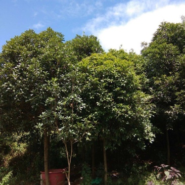 自种金桂几千棵.量大从优.要的老板抓紧对接