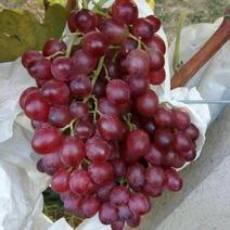 河北葡萄优质红宝石葡萄果面干净货源充足对接全国客商