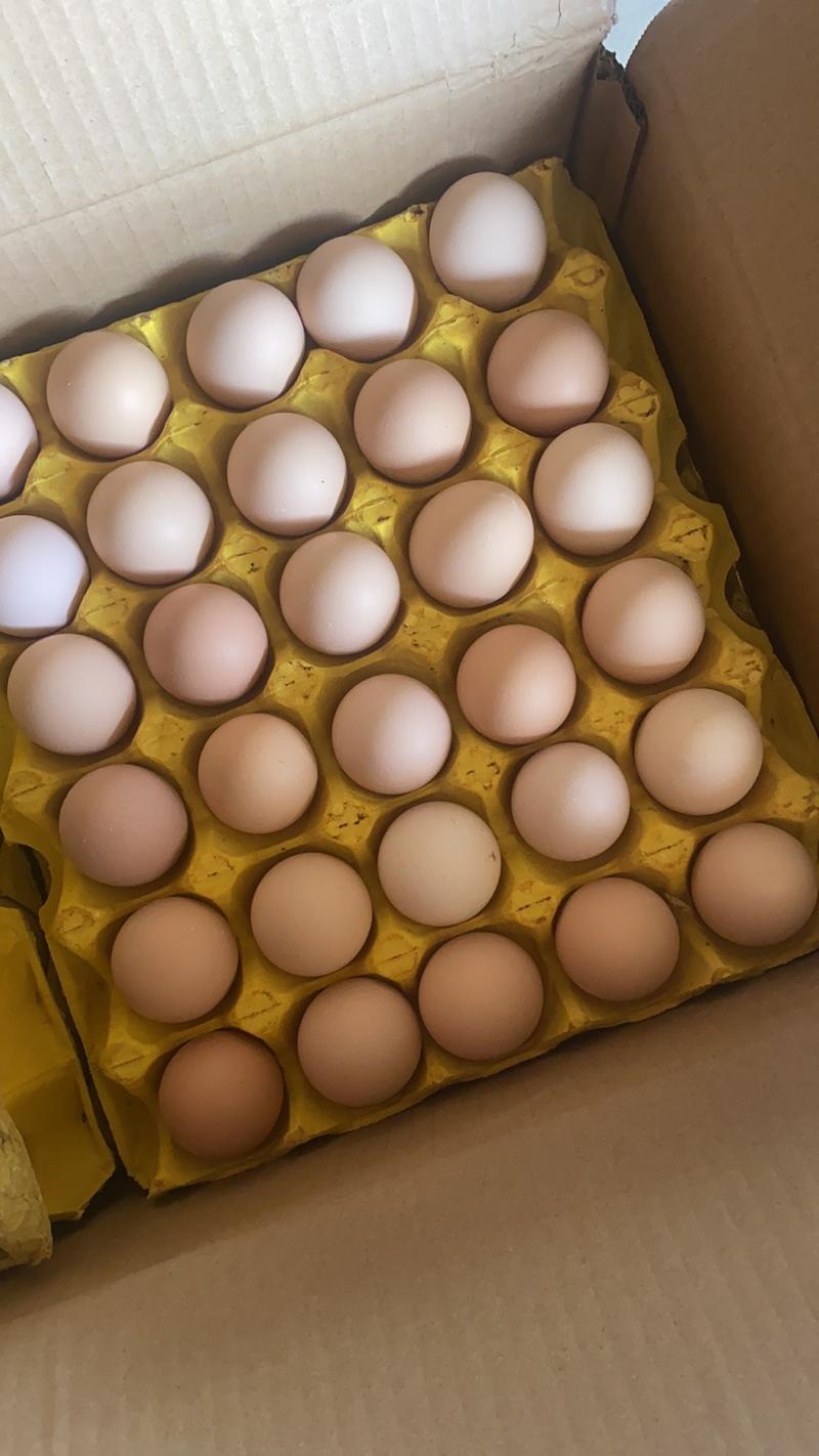 【成箱发货】安徽精品双色土鸡蛋31-33斤（新杨黑、粉八）