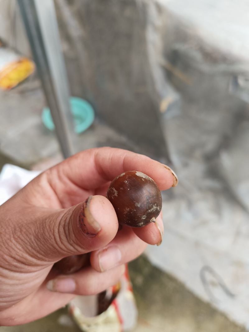 橡子一一一野生可做豆腐可做种子产地批发一手货源