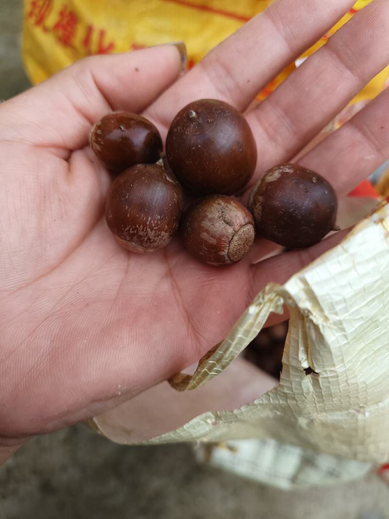 橡子一一一野生可做豆腐可做种子产地批发一手货源