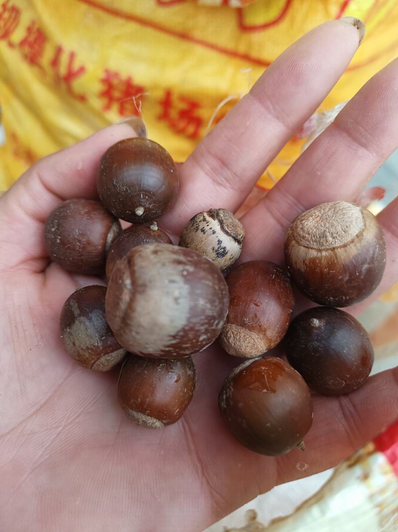 橡子一一一野生可做豆腐可做种子产地批发一手货源