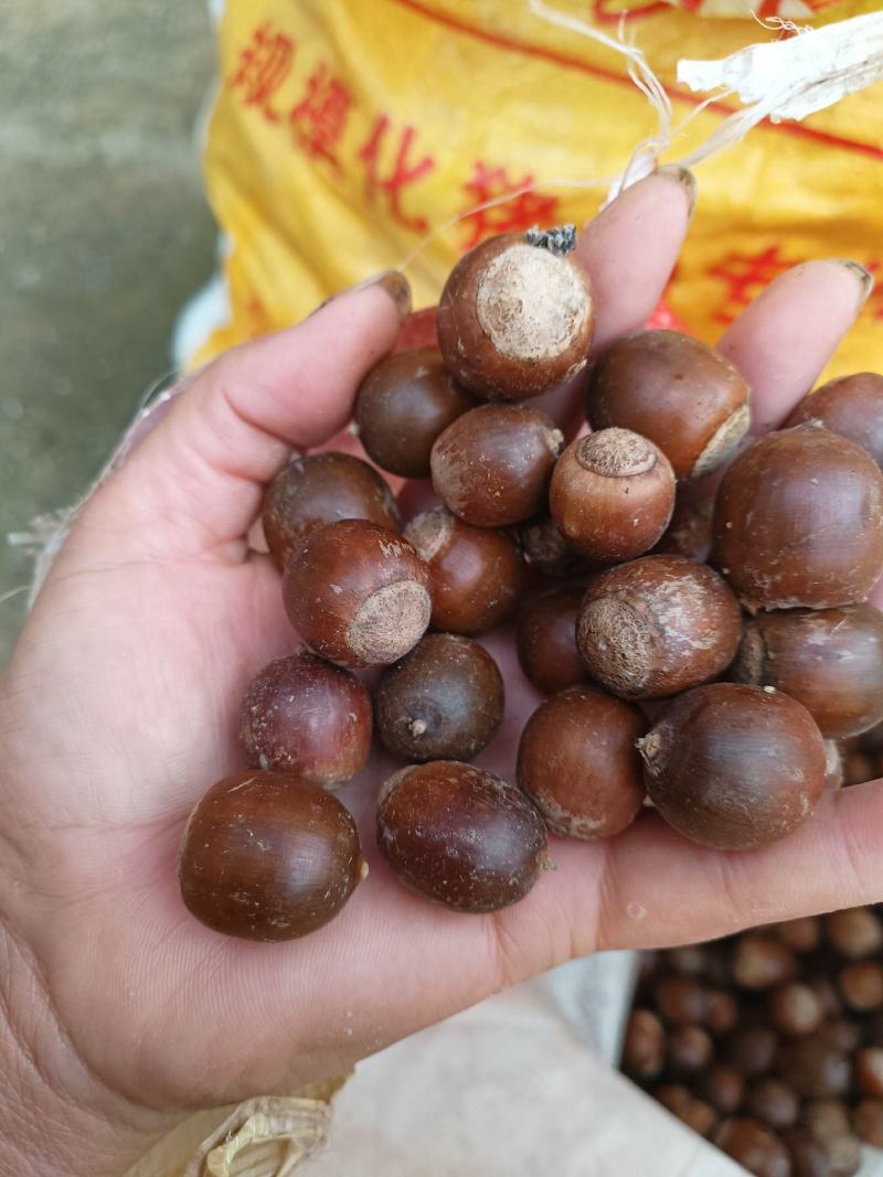 橡子一一一野生可做豆腐可做种子产地批发一手货源