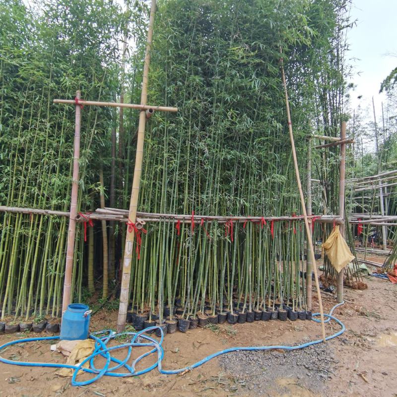 竹苗