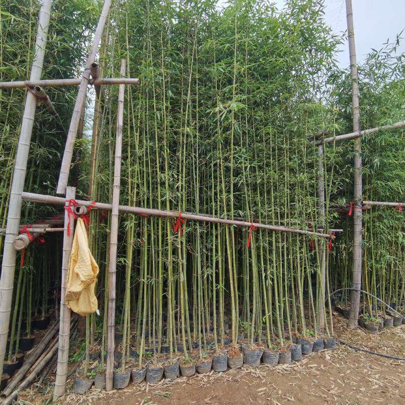 竹苗