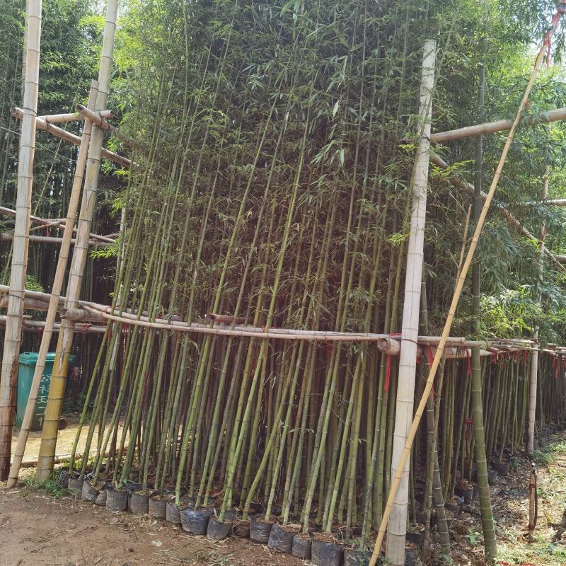 竹苗