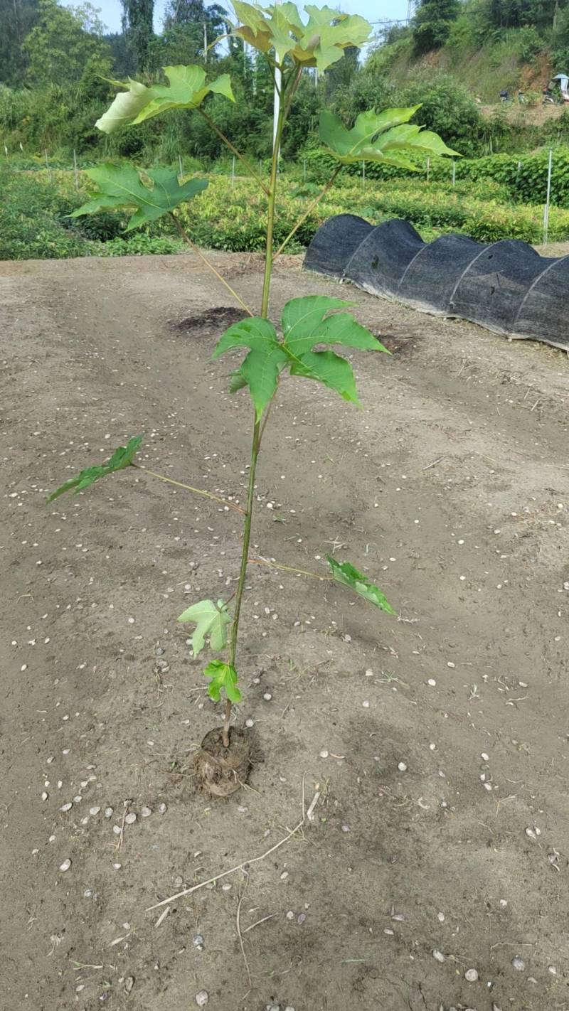 油桐苗油桐杯苗千年桐袋苗千年桐容器苗