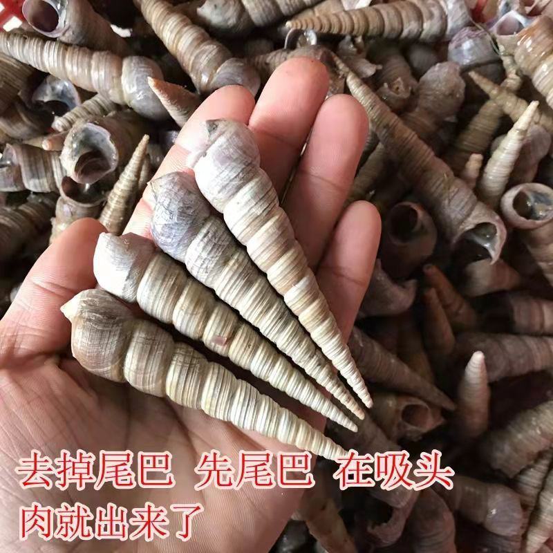 钉螺贝类海鲜贝壳类生鲜田螺鲜海螺连云港海瓜子