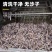 钉螺贝类海鲜贝壳类生鲜田螺鲜海螺连云港海瓜子