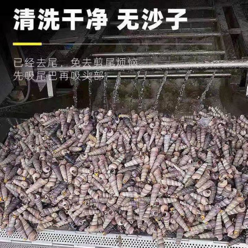 钉螺贝类海鲜贝壳类生鲜田螺鲜海螺连云港海瓜子