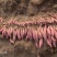 山东烟薯25号脱毒蜜薯糖心流油红薯新鲜番薯农家沙地烤地瓜