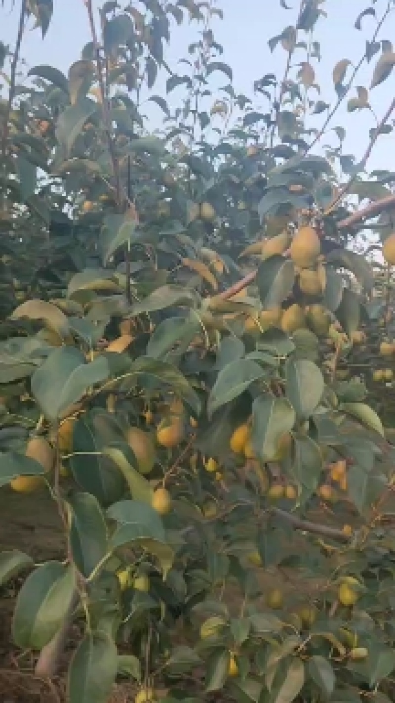 【实力无渣】红香酥梨陕西香梨皮薄脆甜果面干净果行好