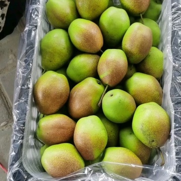 【实力无渣】红香酥梨陕西香梨皮薄脆甜果面干净果行好