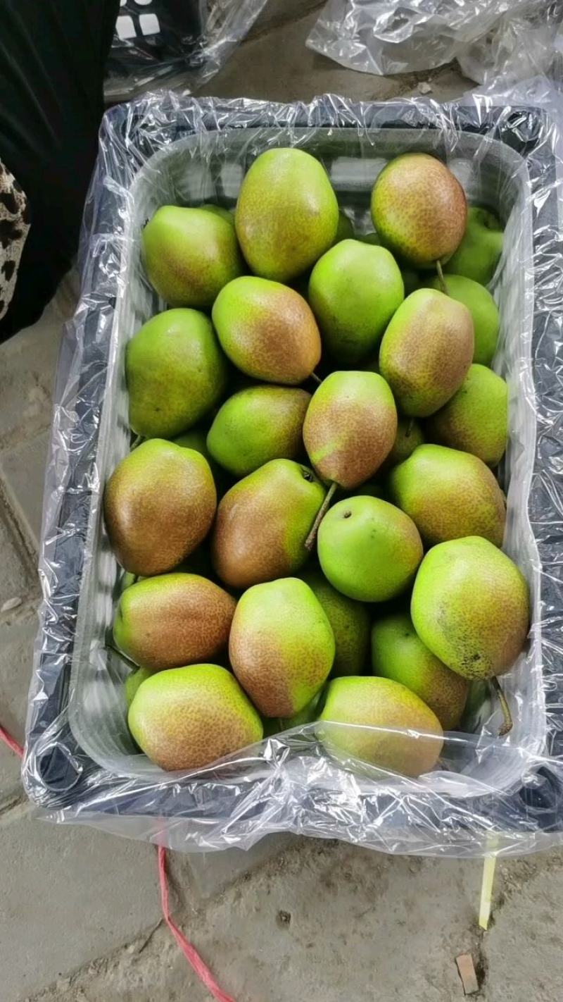 【实力无渣】红香酥梨陕西香梨皮薄脆甜果面干净果行好